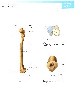 Sobotta  Atlas of Human Anatomy  Trunk, Viscera,Lower Limb Volume2 2006, page 284